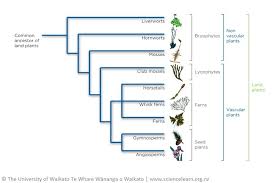 Ability to maintain constant internal conditions even when environmental conditions change. What Is A Plant Science Learning Hub