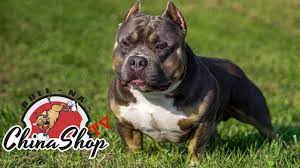 Exclusive Raw Video of Pocket American Bully ABKC Grand Champion LOKI -  YouTube