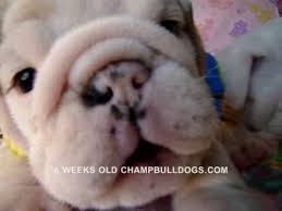 Best English Bulldog Puppies Life Stages Video New Born To 6 Weeks Old