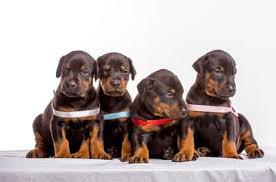 All puppies are considered pets only and are akc registered as limited. How To Choose The Best Doberman Puppy From A Litter Doberman Planet