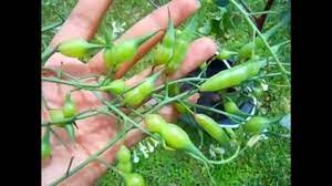 We did not find results for: Radish Seed Pods Edible And Tasty Youtube