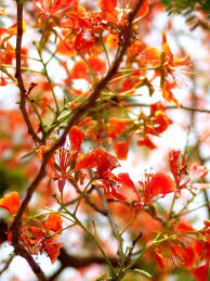 Delonix Regia Red Flower Delonix Regia Trendy Flowers Royal Poinciana