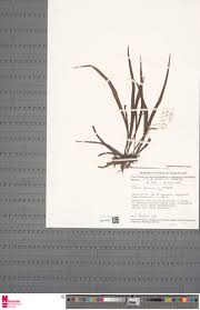 Image result for Vittaria guineensis