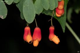 Image result for Rourea coccinea