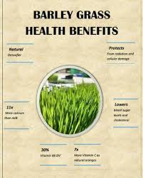 The bread tastes good, the exterior is still i've been reading about the benefits of barley bread and the next thing i did was to search for barley flour. Benefits Of Barley And Its Side Effects Lybrate