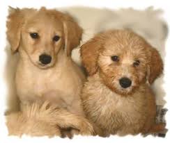 Goldendoodle Coat Phases And Changes Goldendoodle F1 Mini Goldendoodle Mini Goldendoodle