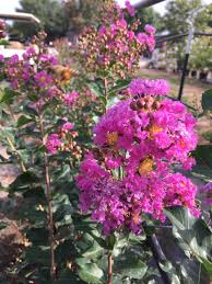 Ebony glow crape myrtle is adaptable to a wide range of soil types, very drought tolerant and has a good resistance to powdery mildew. Products Backbone Valley Nursery