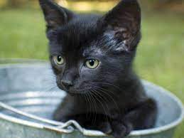 Süße baby tiere baby katzen schönen katzen wilde katzen tiere und haustiere tiere hund niedliche babykatzen süße hunde bilder bezaubernde kätzchen. Zehn Schwarze Katzenbabys Zum Verlieben