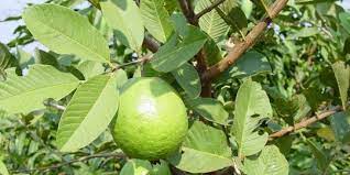 Daun jambu biji biasanya dikenal untuk mengatasi diare dan masalah pencernaan. Rebusan Daun Jambu Biji Solusi Alami Untuk Atasi Rambut Rontok Merdeka Com