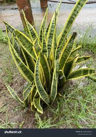 Image result for Asparagaceae