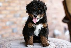 Why buy a bernese mountain dog puppy for sale if you can adopt and save a life? Bernedoodle 13 Amazing Facts You Should Know About