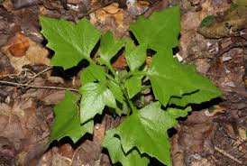 Image result for Solanecio