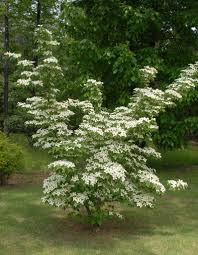 Kousa dogwood is an excellent small specimen tree. Cornus Kousa Chinese Dogwood Kousa Dogwood North Carolina Extension Gardener Plant Toolbox