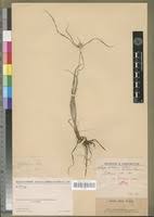 Image result for Kyllinga alba