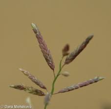 Image result for Eragrostis minor