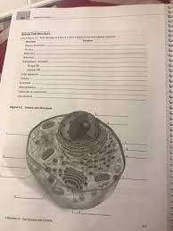 Organs in animals are composed of a number of different tissue types. Ological Concepts Animal Cell Structure Label Figure Chegg Com