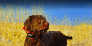 Learn about their features, temperament, health, lifespan, training, and other details. Pudelpointer Ultimate Upland Bird Dogs Pheasant And Quail Hunting