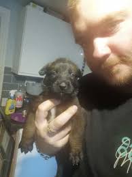 Belgian Shepherds Puppies and Dogs for sale in Norwich