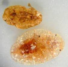 Image result for puklice švestková obrázek