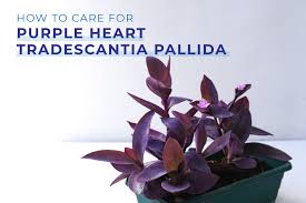 Image result for Tradescantia pallida