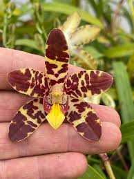 Image result for Ansellia africana