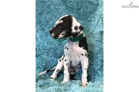 Great dane puppies for adoption in missouri. Pin On Web Pixer