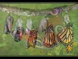 La Metamorfosis De Los Insectos Para Ninos De Primaria Metamorfosis De Los Insectos Metamorfosis Mariposa De Oruga A Mariposa