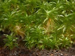Image result for Physotrichia