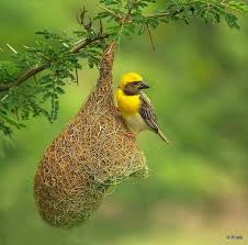 Different Types Of Birds With Their Nests Baya Weaver Bird On Its Nest Beautiful Birds Pretty Birds Birds