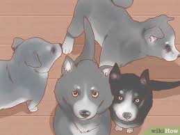 The answer to it is always the same: 14 Ways To Train Your Service Dog Without A Professional Trainer