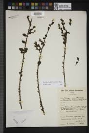 Image result for Oncocalyx