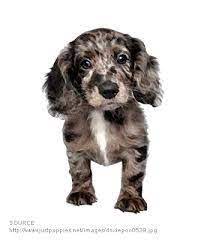 Image Result For Doxiepoo Puppies Cute Animals Dogs And Puppies
