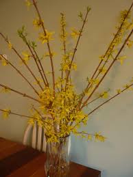 Maybe you would like to learn more about one of these? Roots And Shoots Forsythia Friend Or Foe The Highlands Current