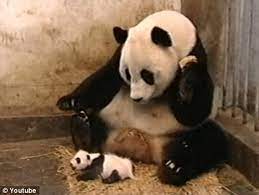 Bless You Spluttering Baby Panda S Sneeze Proves To Be An Internet Hit Daily Mail Online