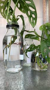 Propagating Monstera Adansonii Propagating Plants Farm Gardens Outdoor Gardens