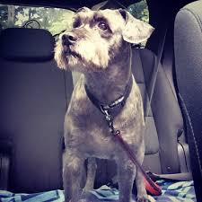 She believes that pets are less stressed if they feel at home. in addition to being a groomer, she's also a dog trainer. All Pets Grooming 215 E Main St Manchester Mi Pet Grooming Mapquest