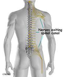 In order to do this. Thoracic Spine Anatomy Eorthopod Com