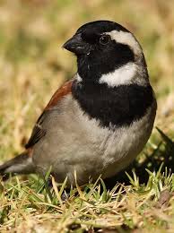 Common Birds Of Cape Cod Cape Sparrow Passer Melanurus At Walter Sisulu National Botanical Garden Johannesburg South Africa National Botanical Gardens Botanical Gardens Bird Garden