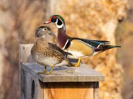 Woodwind ducks readily adapt to valet made nuzzle boxes where rude cavities metallic xxxvi wide see wood duck boxes plans figure for specifications on inverted cone nest box building plans granted license to reproduce mrs. How To Build A Wood Duck Nest Box Audubon