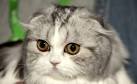 Available Scottish Fold Kittens For Sale & Cats For Adoption