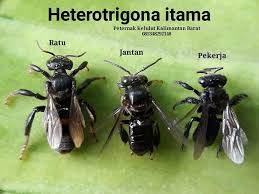 Pure kelulut honey tastes sourish sweet and is also runny, unlike normal honey which is sticky. Heterotrigona Itama Madu Lebah Kelulut Facebook