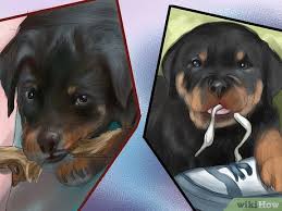 Help over 180,000 pets, that are available through rescues and shelters, find a home. 4 Ways To Adopt A Rottweiler Wikihow