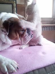 I Just Woke Up And Found A Kitten On My Head Posted On Bella The Bulldog