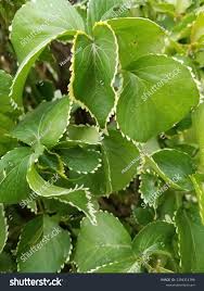 Image result for Acalypha wilkesiana