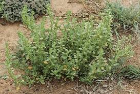 Image result for Dysphania pumilio