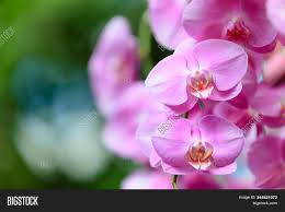 Maybe you would like to learn more about one of these? Fresh Light Pink Color Image Photo Free Trial Bigstock