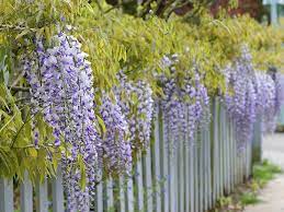 Vermont Garden Journal Growing Wisteria Vine Climbing Flowers Purple Wisteria Cool Plants