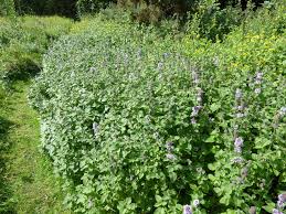 Image result for Mentha aquatica
