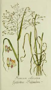 Image result for Panicum coloratum