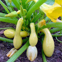 Summer squash, a category that includes zucchini and yellow squash, is easy to grow unless your summers are very cold and rainy. How To Grow Zucchini And Yellow Squash